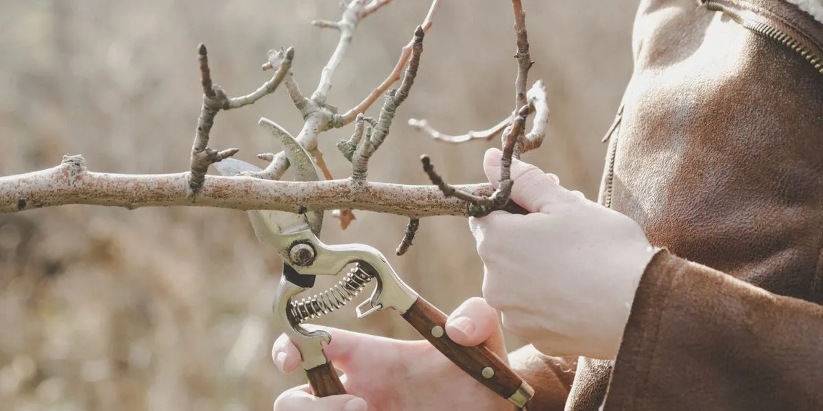 Snoeitips voor een koude januari